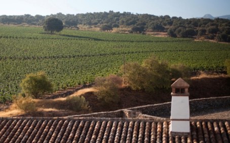 CORTIJO_LOS_AGUILARES_VIÑEDO_ENCINAR