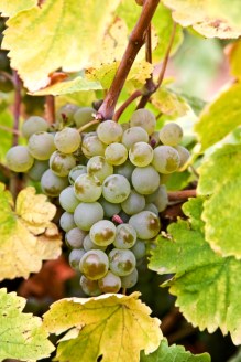 Uva verdejo2