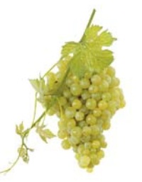 Moscatel grano menudo2