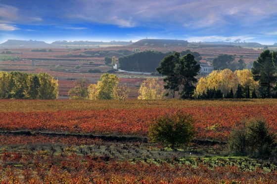 Viñedos término Requena