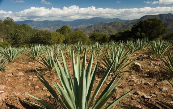 agave-tequila