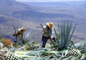 Jimadores en acción