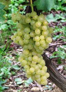 Racimo de ugni-blanc_E