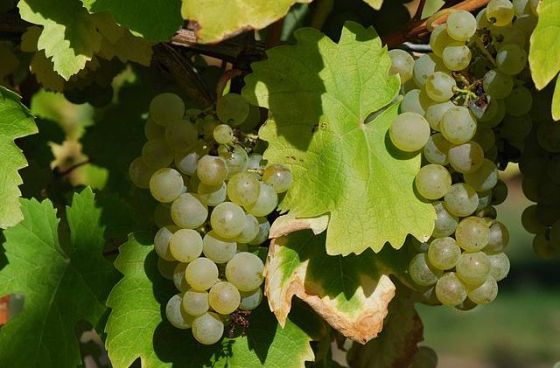 Racimos de folle blanche_E