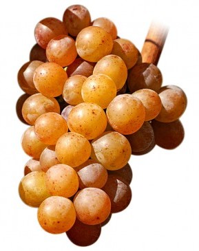 racimo_gewürztraminer