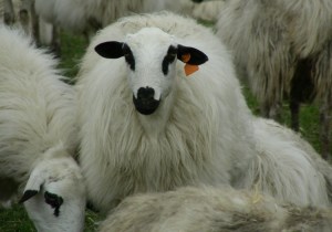 Oveja churra