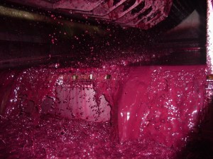 Pocas uvas superan en color la variedad levantina / CASA DE LA ERMITA