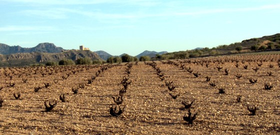 El árido hábitat de la monastrell, con el castillo de Jumilla al fondo / DOJ