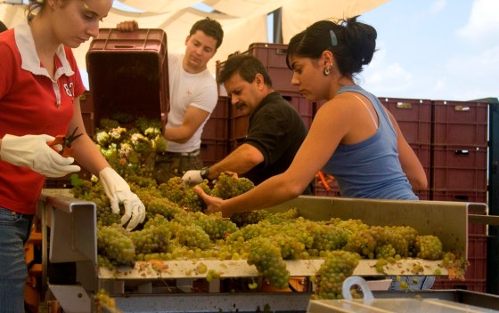 En la mesa de selección / PAGO DE VALLEGARCÍA
