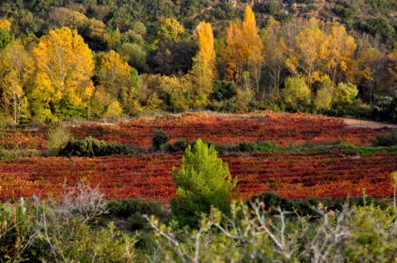 Propiedad de Arinzano. Viñedos_E