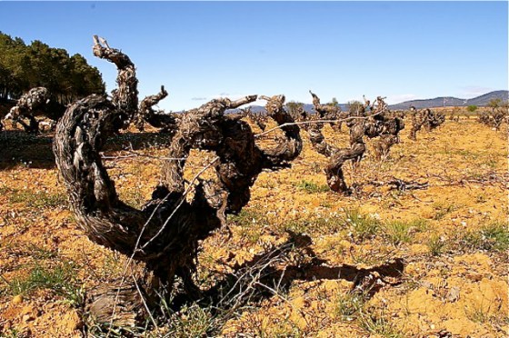 Utiel-Requena tiene un tesoro en sus viejas viñas de la variedad bobal. / A