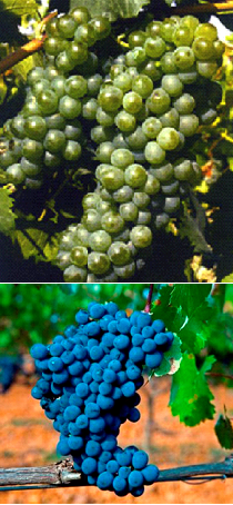 Mosaico uvas León