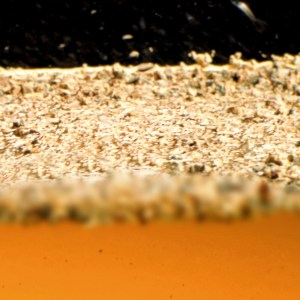 Venencia en la Flor #354206