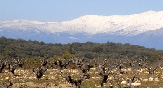Viñas en Gredos_e