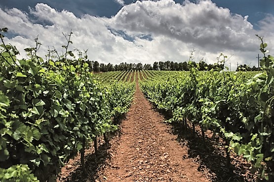 vardon-kennett_vinedo-de-altura-en-el-penedes